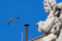 Conclave: Vaticano divulga horários das fumaças; 1ª sinalização será nesta quarta